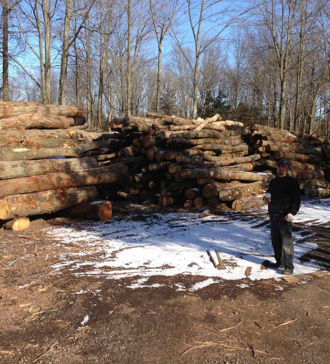Logged Trees in a pile with snow in Somerset New Jersey