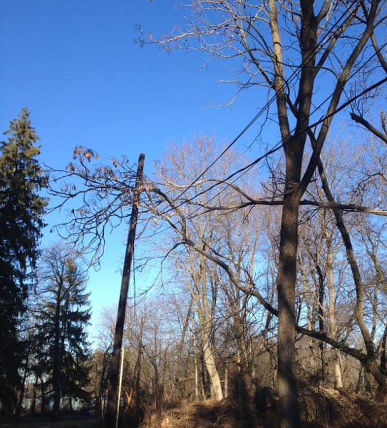 Removal of tree hanging on power lines