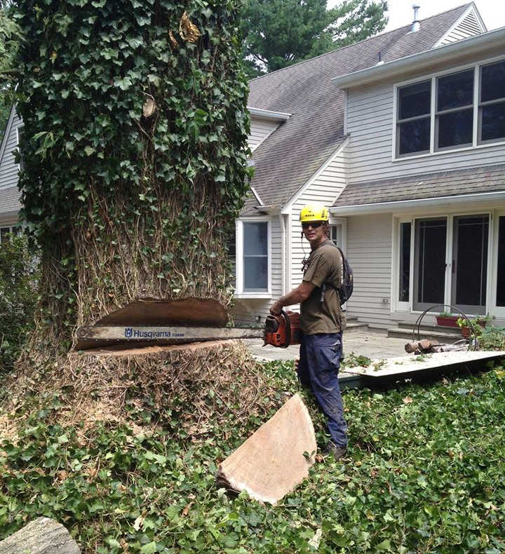 Large Tree Removal in Somerset New Jersey