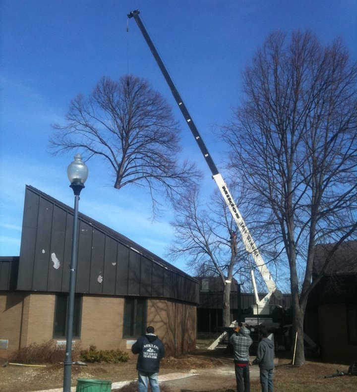 Crane lifting tree over building in Somerset, New Jersey