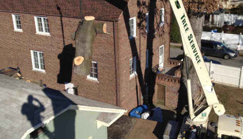 Tree Removal with crane in Somerset, New Jersey