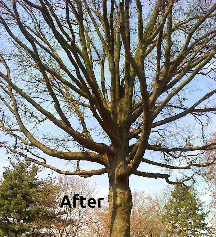 Cleaned and trimmed tree in Somerset, New Jersey