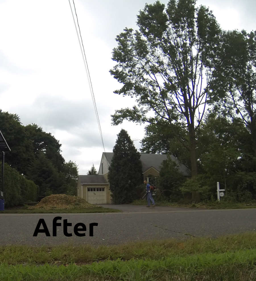 Tree removed and second tree trimmed after completion
