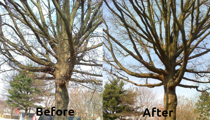 Tree Trimmung and Pruning in somerset new jersey